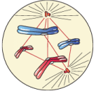 NCERT Exemplar: Cell Cycle & Cell Division | Biology Class 11 - NEET