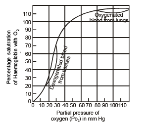 Oxyhaemoglobin Dissociation Curve