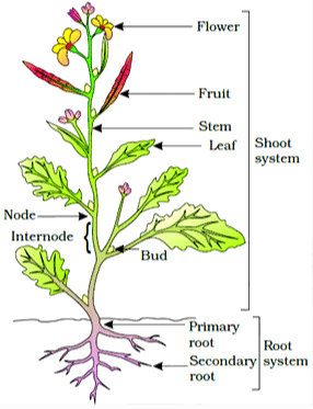 NCERT Notes: Morphology of Flowering Plants | NCERTs at Fingertips: Textbooks, Tests & Solutions - NEET
