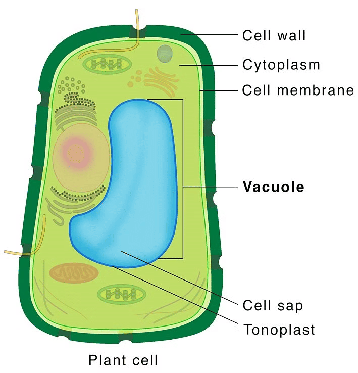 Cell: The Unit of Life Chapter Notes | Biology Class 11 - NEET