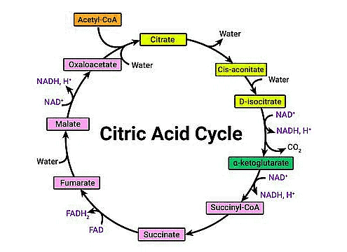 Important Diagrams: Respiration in Plants | Biology Class 11 - NEET