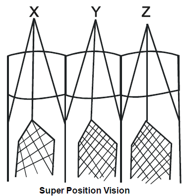 Respiratory & Nervous Systems: Cockroach | Additional Study Material for NEET