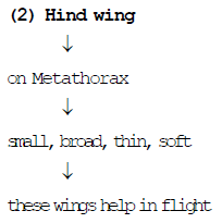 Thorax & Body: Cockroach | Additional Study Material for NEET