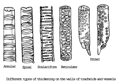 Complex Permanent Tissue | Biology for ACT