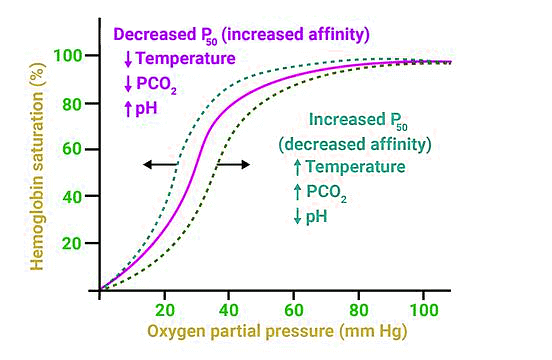 Important Diagrams: Breathing and Exchange of gases | Biology Class 11 - NEET
