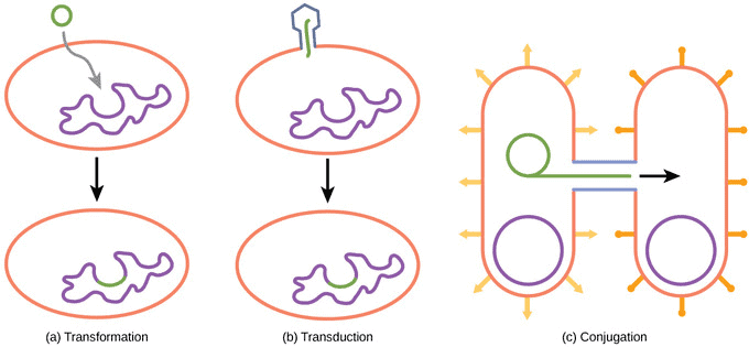 Prokaryotic Cells: Cell Envelope, Ribosomes & Inclusion Bodies | Biology and Biochemistry for MCAT