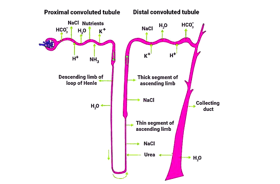 Important Diagrams: Excretory Products and their Elimination | Biology Class 11 - NEET