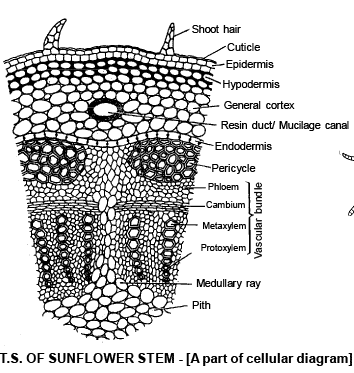 Anatomy of Monocot & Dicot Stem | Biology for JAMB