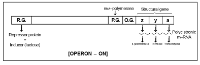 Genetics | Additional Study Material for NEET