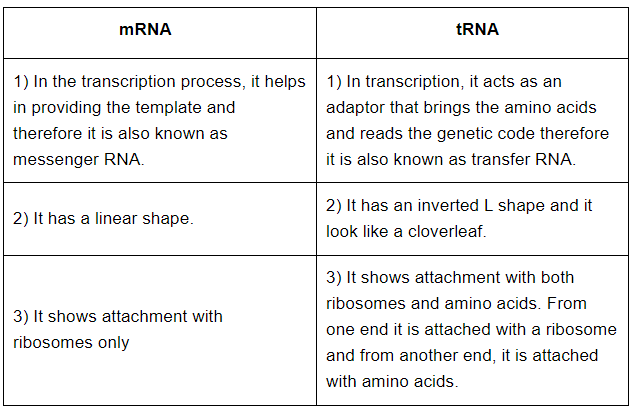 NCERT Solutions Class 12 Biology Chapter 5 - Molecular Basis of Inheritance