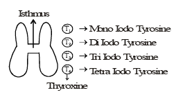 Thyroid, Parathyroid and Thymus Gland | Biology for JAMB