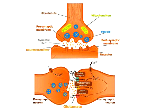 Important Diagrams: Neural Control and Coordination | Biology Class 11 - NEET