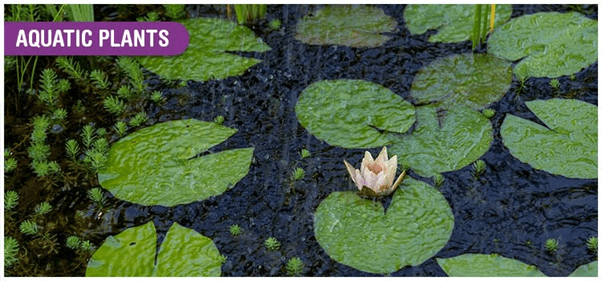 Adaptation & Habitats | AP Biology - Grade 9