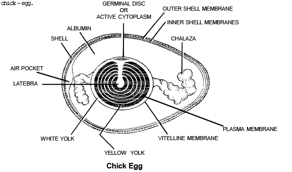 Oogenesis & Types of Eggs | Additional Study Material for NEET