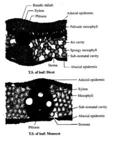 NCERT Exemplar: Anatomy of Flowering Plants | Biology Class 11 - NEET