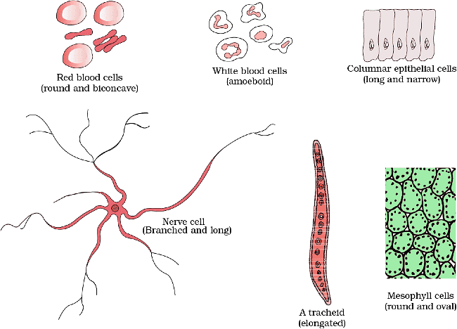 Shapes of Cell