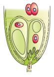 NCERT Exemplar: Sexual Reproduction in Flowering Plants - 2 | Biology Class 12 - NEET