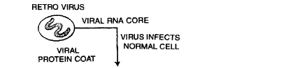 AIDS & Cancer | Biology Class 12 - NEET
