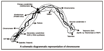 Nucleus & Chromosomes | Biology for JAMB