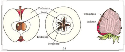 Fig: False fruit of an apple and a strawberry