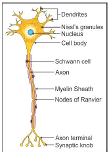 Class 11 Biology Sample Question Paper with Solution- 1 | Sample Papers for Class 11 Medical and Non-Medical - JEE