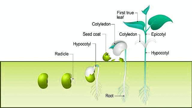 Important Diagrams: Plant Growth and Development | Biology Class 11 - NEET