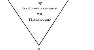 Gymnosperms & Angiosperms | Additional Study Material for NEET