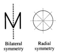 NCERT Exemplar: Anatomy of Flowering Plants | Biology Class 11 - NEET