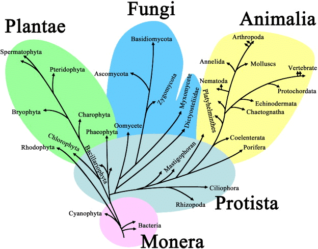 Introduction to Biological Classification | Biology for Grade 11