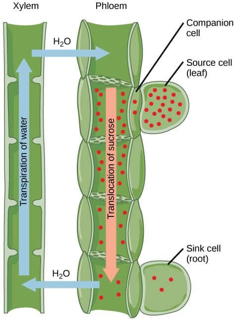 Phloem Transport Bi-directional