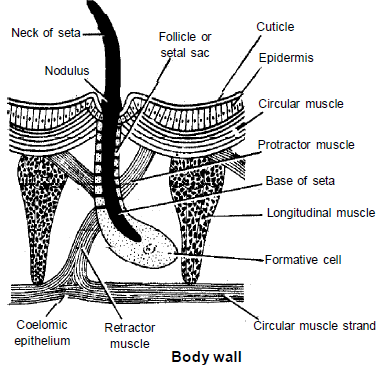 Earthworm Morphology and Anatomy (Old NCERT) - NEET PDF Download