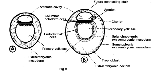 FORMATION OF GERM LAYERS (GASTRULATION)