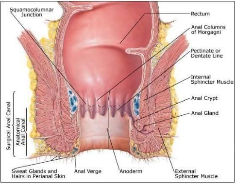 Fig: View of Anal canal