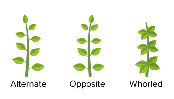 Worksheet with Solutions: Morphology of Flowering Plants | Biology Class 11 - NEET