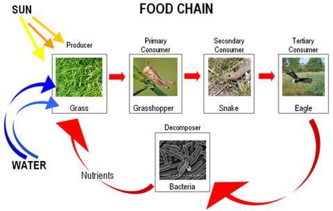 Food Chain Decomposers