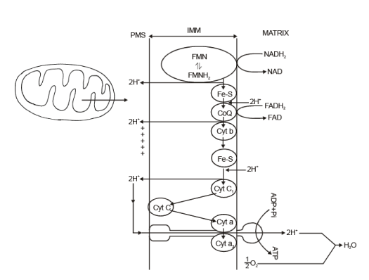 Key Notes: Respiration in Plants - NEET