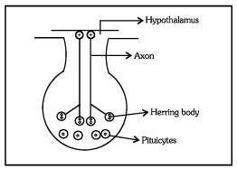Pituitary Gland, Pineal Body and Pancreas | Biology for JAMB