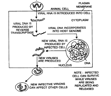 AIDS & Cancer | Biology Class 12 - NEET