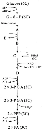 NCERT Exemplars: Respiration in Plants | Biology Class 11 - NEET