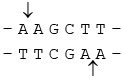 Genetics | Additional Study Material for NEET