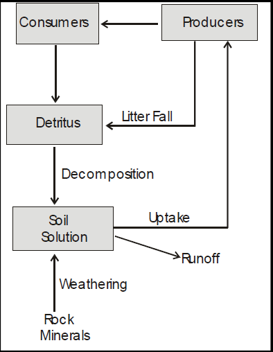 Biogeochemical Cycles | Biology for JAMB