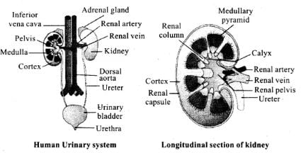 NCERT Exemplars: Excretory Products & their Elimination | Biology Class 11 - NEET