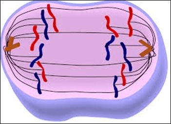 Anaphase