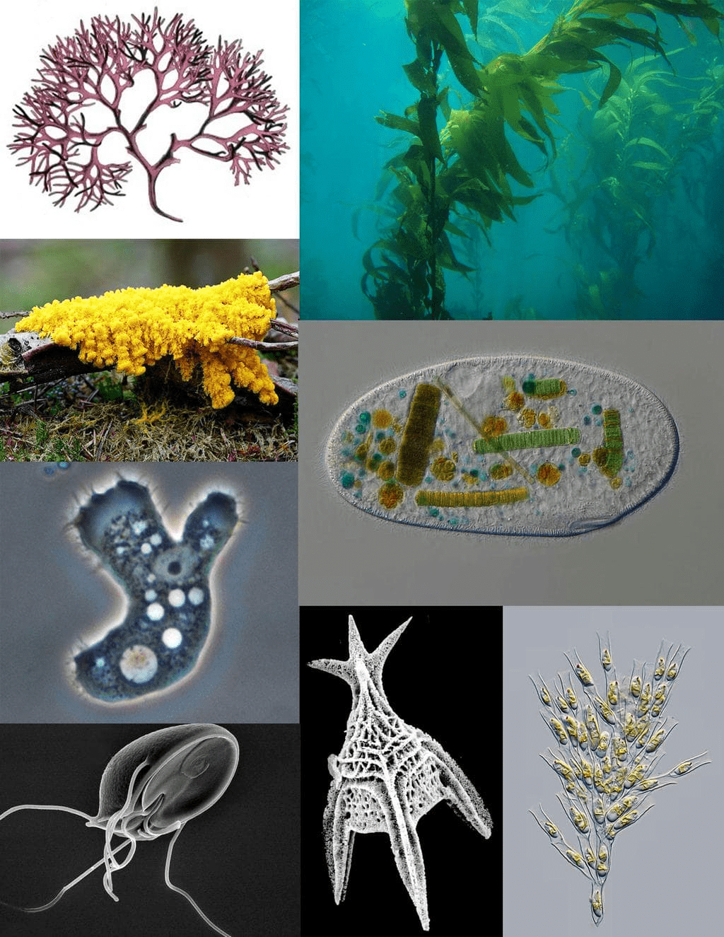 Introduction to Biological Classification | Biology for Grade 11