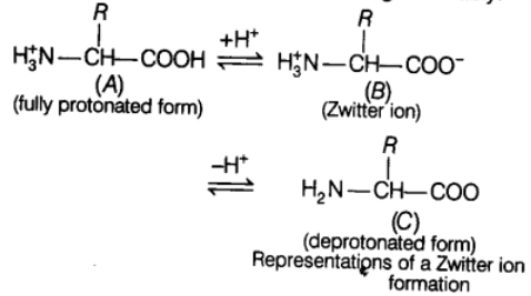 Biomolecules & Its Types | Biology Class 11 - NEET