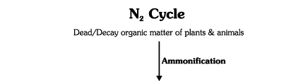 Nitrogen Metabolism | Biology for JAMB