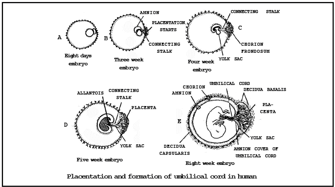 EXTRA EMBRYONIC MEMBRANES AND PLACENTA