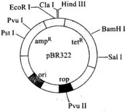 NCERT Exemplar: Biotechnology: Principle & Processes | Biology Class 12 - NEET
