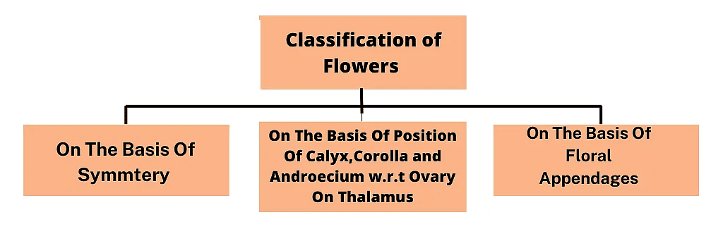 The Flower: Parts & Functions | Biology Class 11 - NEET