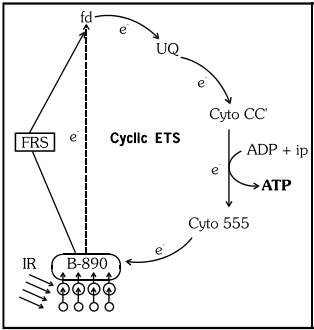 Photosynthesis: Site, Type & Factors Affecting | Biology for JAMB